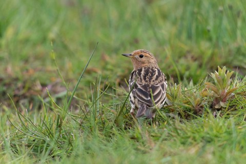 Anthus cervinus, red-throated pipit, robins, birds, passeri, songbirds, birds