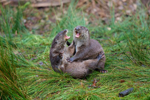 European otter (Lutra lutra), two animals fighting on the bank, captive, Germany