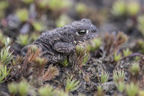 Natterjack toad (Bufo calamita), Emsland, Lower Saxony, Germany