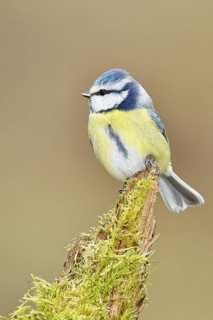 Blue tit (Parus caeruleus), sitting on moss-covered dead wood, Wilnsdorf, North Rhine-Westphalia,