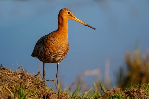 Black-tailed Godwit (Limosa limosa) male, Netherlands