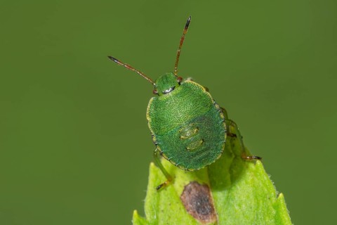 Macro photograph of a Green shield bug (Palomena prasina) in the 4th larval stage on a leaf stalk,