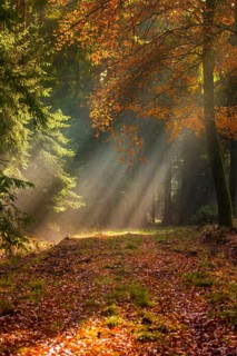Germany, Greiz, Pöllwitzer Wald, Thuringia, autumn, tree, trees, autumn, high size, portrait