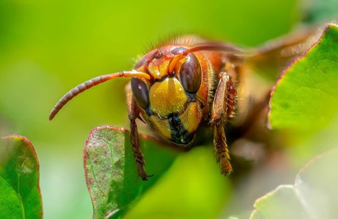 European hornet, hymenoptera, vespa crabro, hymenoptera, wasps, hornet, insects, insects