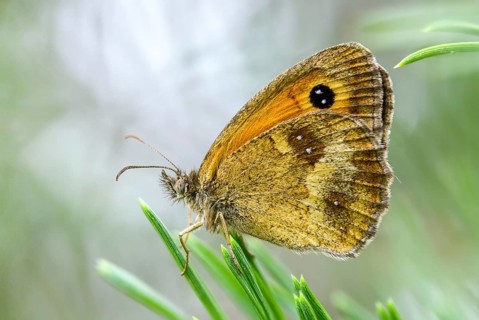 Brandenburg, brown-treated oxeye, Germany, gatekeeper, yellow oxeye, maniola tithonus, Nabu, Nabu