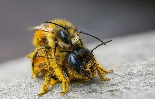 Apidae, bees, horned mason bee, hymenoptera, mason bee, osmia cornuta, insects, copula, mating
