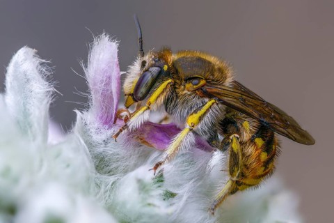 Anthidium manicatum, apidae, bees, European wool carder bee, garden woolbee, large woolbee,