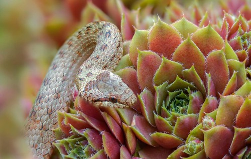 Coronella Austriaca, smooth snake, reptilia, reptilia, reptiles, snakes, snakes