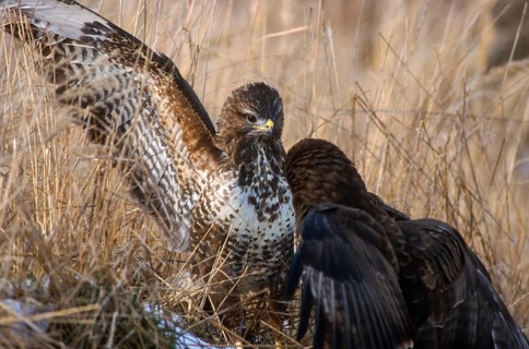Accipitriformes, Buteo Buteo, Buzzard, Buzzard, Birds of Prey, Fighting, Raptors, Quarrel, Birds