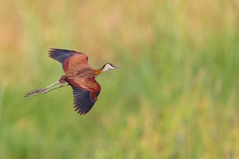 Blue-fronted Jacanas, (Actophilornis africana), Actophilornis africanus