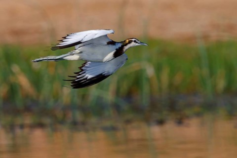 Water pheasant, (Hydrophasianus chirurgus), pheasant, flight, biotope, habitat, foraging, Khawr