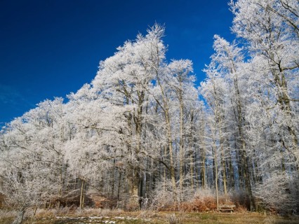 Beech woodland (Fagus sylvatica), covered in hoarfrost against a deep blue sky in winter, beside