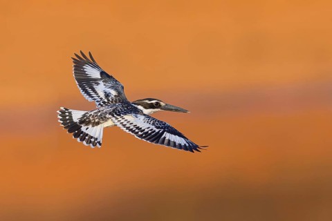 Pied kingfisher (Ceryle rudis), Alcyon pie, MartÌn Pescador PÌo, Marakissa River Camp Marakissa,
