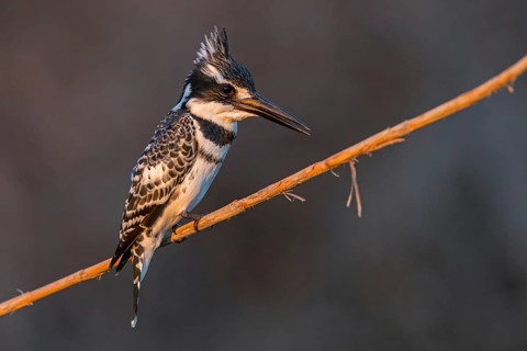 Grey kingfisher, (Ceryle rudis), Alcyon pie, family of kingfishers, animals, birds, Israel