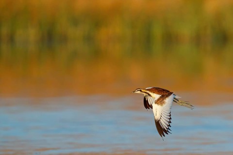 Water pheasant, (Hydrophasianus chirurgus), pheasant, biotope, habitat, flight photo, Khawr Rawri,