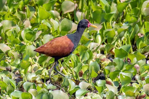 Wattled jacana (Jacana jacana), Pantanal, Brazil, South America