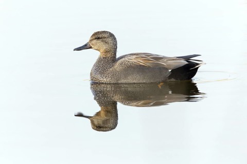 Gadwall, animals, birds, duck, (Anas strepera), Mareca strepera, swimming in the water,