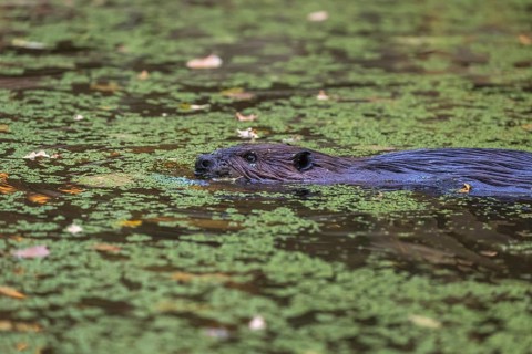 One North American beaver or Canadian beaver, Castor canadensis, swimming through a pond covered