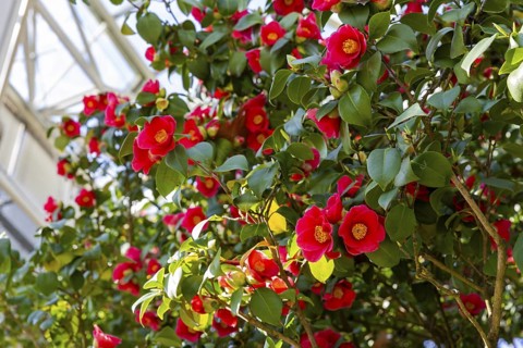 Ancient camellia in the shelter, Dresden, Saxony, Germany
