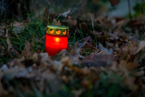 The funeral forest in Coswig is called Naturruhe Friedewald and is a form of natural burial in