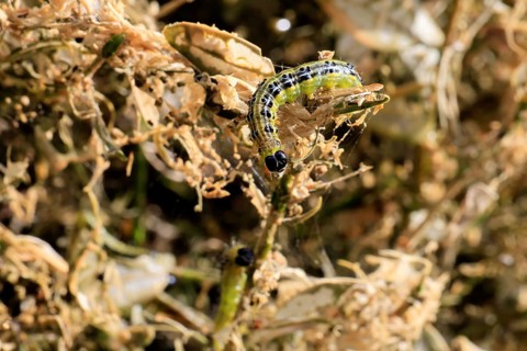 Box tree moth (Cydalima perspectalis), caterpillar, feeding on boxwood, clear feeding, Ellerstadt,