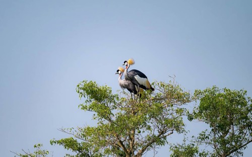 South African crowned crane (Balearica regulorum), pair sitting on a tree, Murchison Falls National