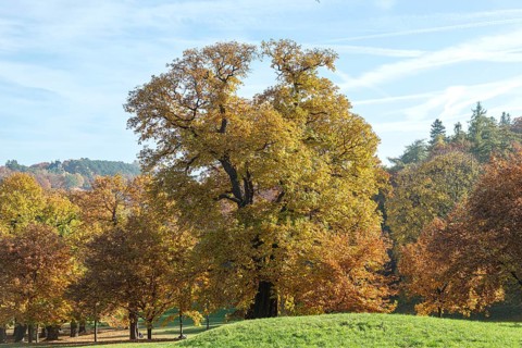 Sweet chestnut (Castanea sativa)