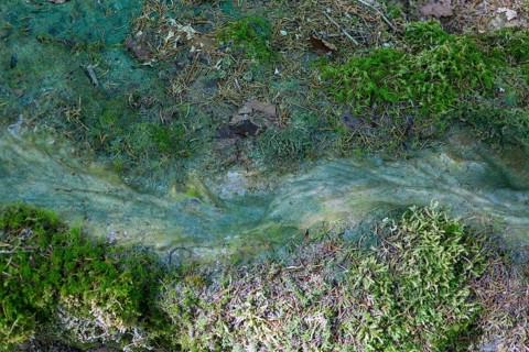 Natural phenomenon in the forest, stone channel of Roschlaub, Scheßlitz, Upper Franconia, Bavaria,