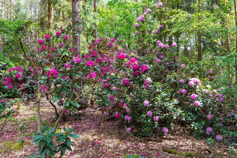 Rhododendron blossom in the historic nursery of the Seidel family, Grüngräbchen, Schwepnitz,