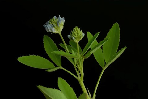 Flower of blue fenugreek, blue fenugreek, Trigonella caerulea, Meliotus coerulea, spice and