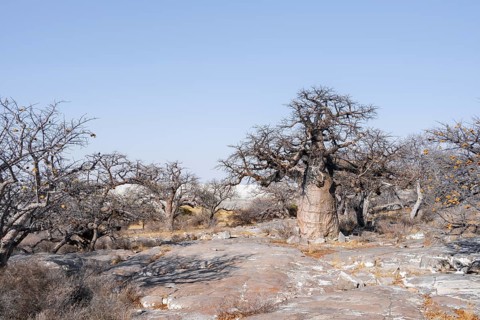 African baobab or baobab tree (Adansonia digitata), arid landscape, Kubu Island (Lekubu), Sowa Pan,