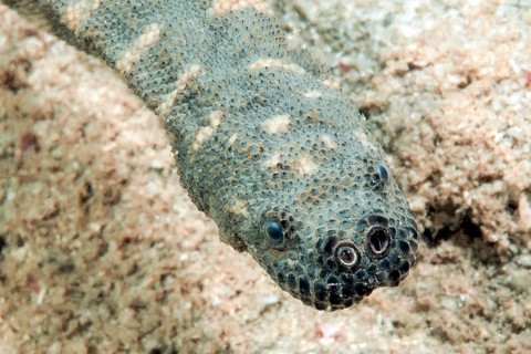 Close-up of head of Acrochordus granulatus (Acrochordus granulatus) sea snake Water snake with