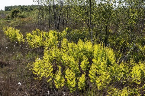Royal fern (Osmunda regalis) against the light, Emsland, Lower Saxony, Germany