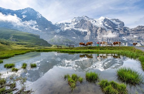 Mountain panorama with peaks Eiger, Mönch and Jungfrau, reflected in a small pond with cows, Kleine