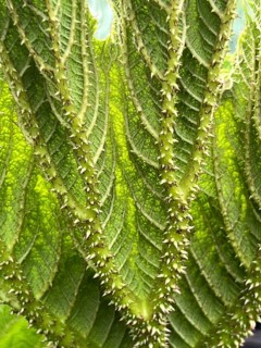 Mammoth leaf or giant rhubarb (Gunnera manicata), spiny underside of the leaf, close-up, leaf