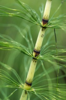 Equisetaceae, equisetum telmateia, giant horsetail, horsetail, great horsetail, high size, vertical