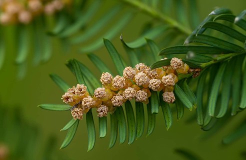 Yew, yew family, European yew, taxaceae, taxus baccata, blossom, flower, flora, male flowers,