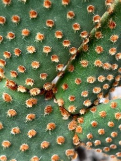 Opuntia (Opuntia rufida) with reddish glochids, detail, close-up, Botanical Garden, Bavaria,