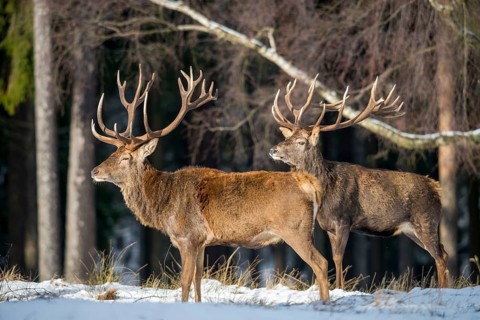 Artiodactyla, Cervus Elaphus, even-toed ungulate, cloven-hoofed, red deer, deer, deer, mammals,