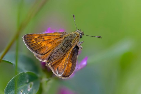 Large skipper, ochlodes sylvanus, ochlodes venatus, rust-spotted thighead, butterfly, thick-headed