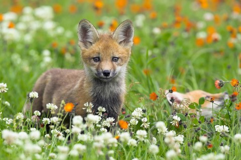 Red fox (Vulpes vulpes), Minnesota, USA, a young fox looks intently out from a meadow full of