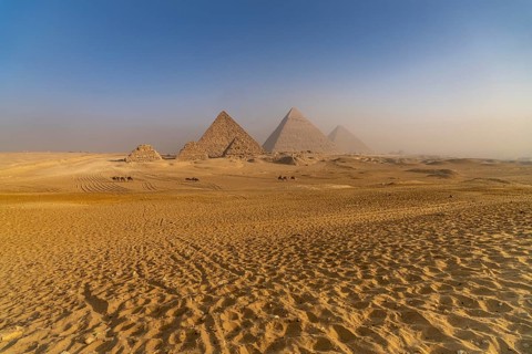 Camels in the desert near the pyramids of Giza, Egypt