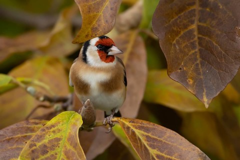 European goldfinch (Carduelis carduelis) adult garden bird in a magnolia tree with autumn colour