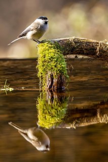 A bird rests on a moss-covered branch, its reflection visible in the still water, a willow tit