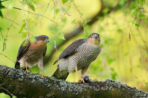 Eurasian sparrowhawk (Accipiter nisus) : a male and a female sit side by side on a branch after the