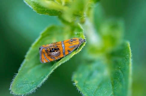 Olethreutes arcuella, tortricidae, winders, arched marble, butterfly, insects, moths, moths, moths,