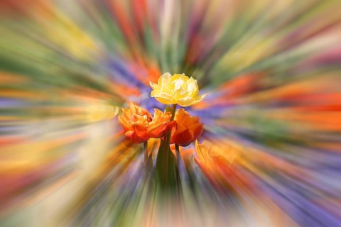 Flowerbed with tulips in bloom (Tulipa), zoom effect, Baden-Württemberg, Germany