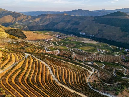 Warm light illuminates terraced vineyards above the Douro River in Portugal, captured from above