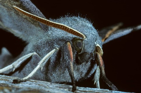 Laothoe populi, poplar swarmers, sphingidae, butterfly, insects, moths, moths, moths, poplar