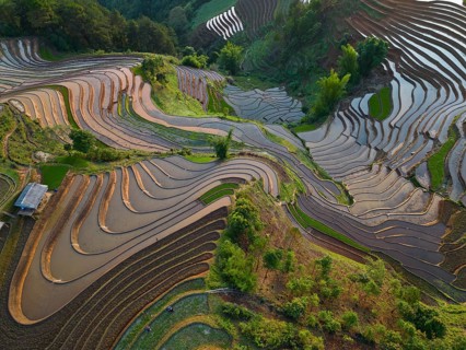 Aerial view of rice terraces setting new fresh green rice, new fresh green rice seedlings at Mù